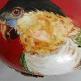 Parrot on red