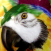 Parrot and friend