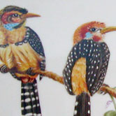 Ornithological painting