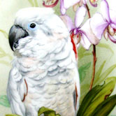 White Cockatoo