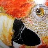 Red Parrot 