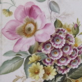 Auriculas and wild roses
