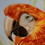 Red Macaw on a small plaque