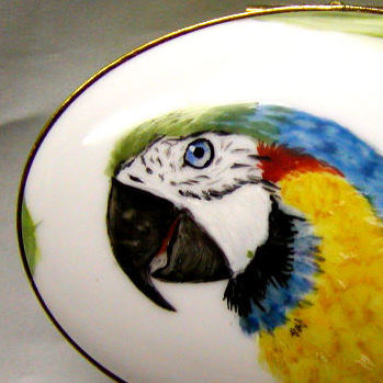 Ara Parrot blue Macaw