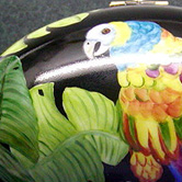 Parrot on black